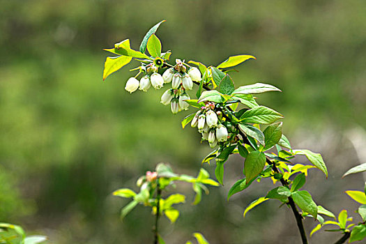 蓝莓花