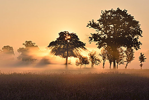 树,早晨,雾,阳光,生物保护区,石南,水塘,风景,萨克森,德国,欧洲
