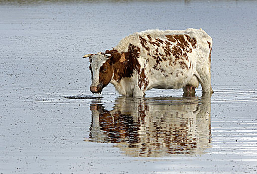 家牛,母牛,饮用水,站立,湖,福克兰群岛,南大西洋