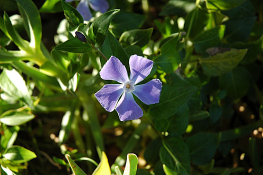 花,西班牙