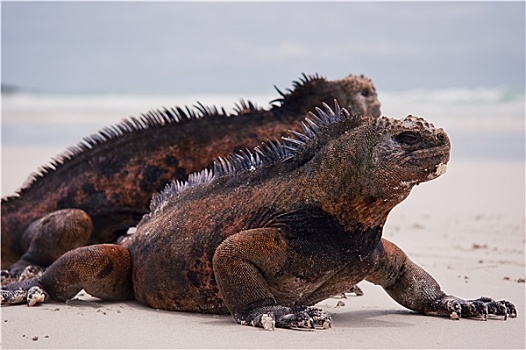 海鬣蜥,海滩