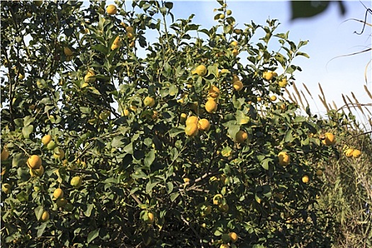 柠檬树,地中海,花园