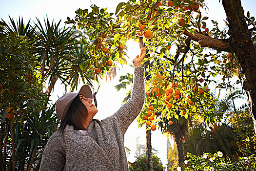 成年,女人,橙子,树上,塞维利亚,西班牙