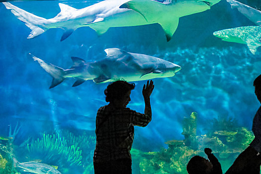 海洋公园鲨鱼水族馆