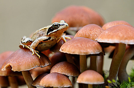 蛙,中国林蛙,坐,小,蘑菇,德国,欧洲