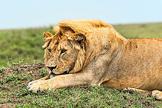 狮子,塞伦盖蒂,坦桑尼亚,非洲