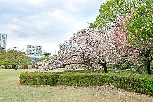 日本东京上野公园樱花