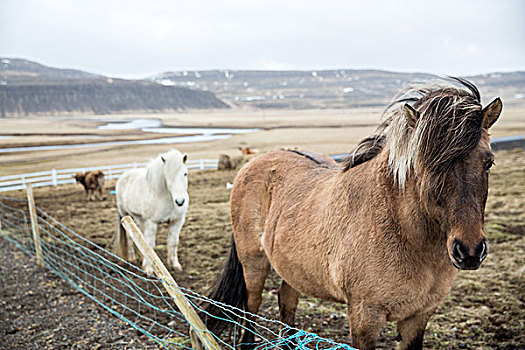 冰岛马,冰岛