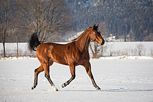 褐色,区域,马,母马,雪中,下奥地利州