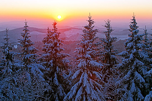 积雪,云杉,日落,冬天,逆光,靠近,北莱茵威斯特伐利亚,德国,欧洲