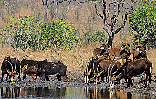羚羊,喝,水坑,克鲁格国家公园,南非,非洲