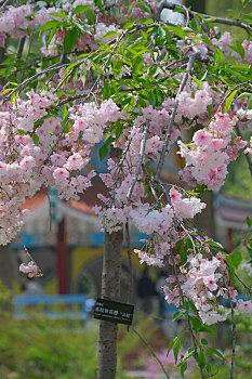 武汉植物园,花草