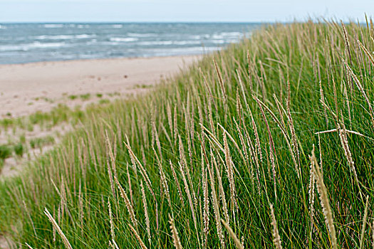 草,海滩,约克,爱德华王子岛,加拿大