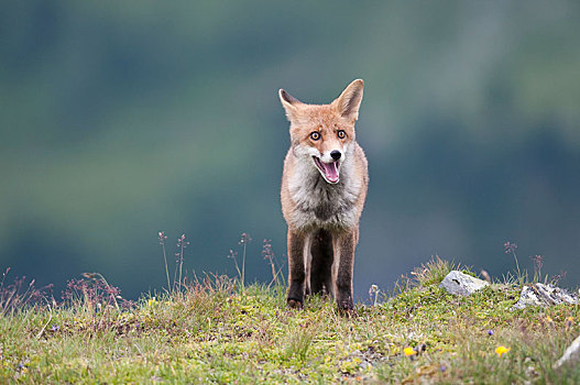 红狐,狐属,站立,阿尔卑斯草甸,提洛尔,奥地利,欧洲