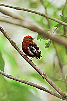 侏儒鸟,栖息,枝条,自然保护区,西北地区,厄瓜多尔