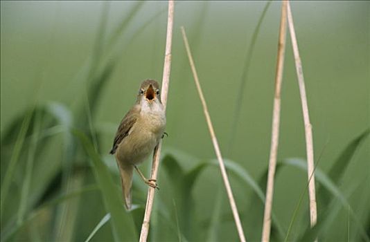 芦苇莺,唱,欧洲