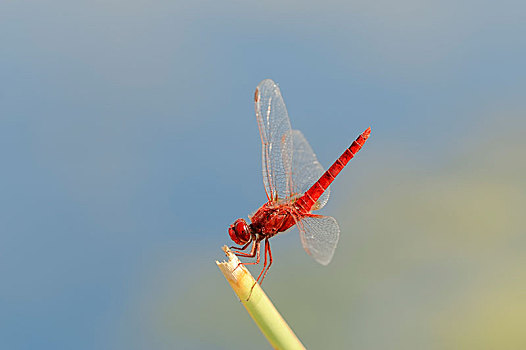 深红色,蜻蜓,雄性,中马其顿,希腊,欧洲