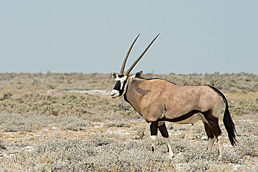 羚羊,草地,埃托沙国家公园,纳米比亚,非洲