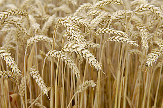 麦田,小麦,特写,头部,成熟,庄稼地,植物,有用植物,培育,谷物,农业