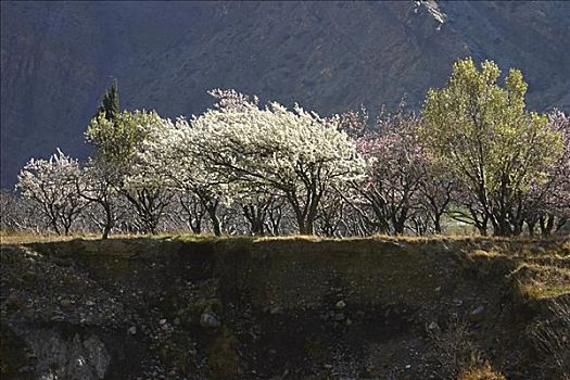 树,风景,安娜普纳,喜马拉雅山,尼泊尔