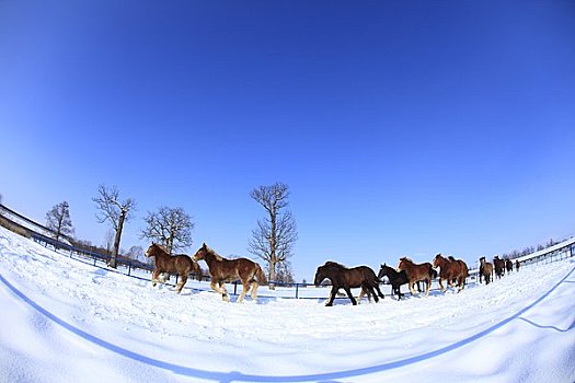 雪原