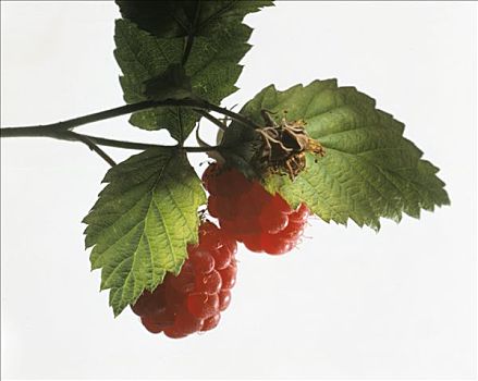 细枝,两个,树莓