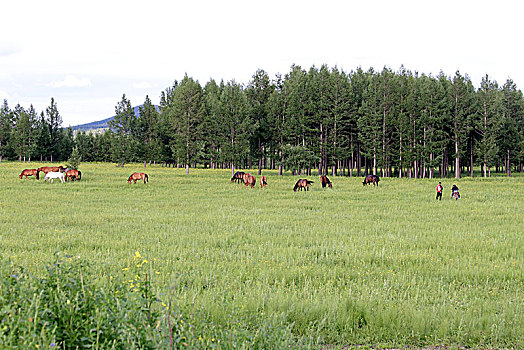 河北承德塞罕坝国家森林公园夏日美景