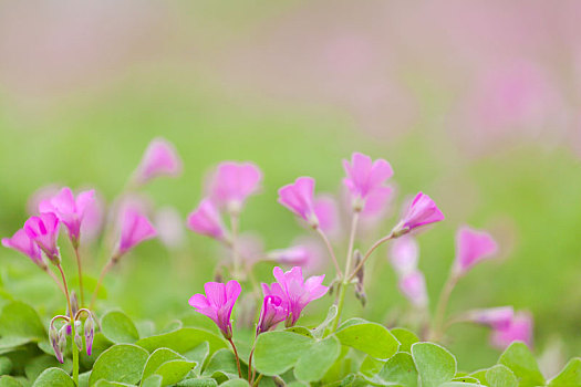 盛开的小粉花