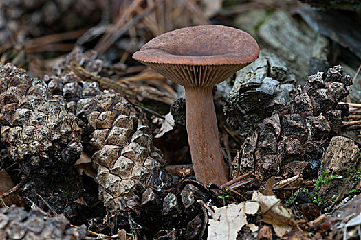 蘑菇,可食,黑森州,德国,欧洲