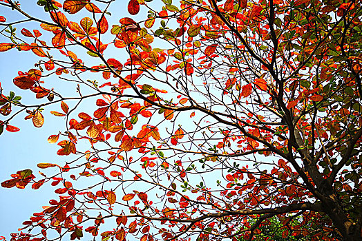 红色和橙色的秋叶