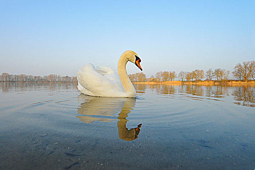 疣鼻天鹅,天鹅,湖,黑森州,德国