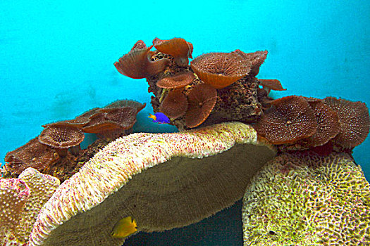 珊瑚,海底,鱼类,生物,奇异,灯箱,展览,微缩,景观,礁石