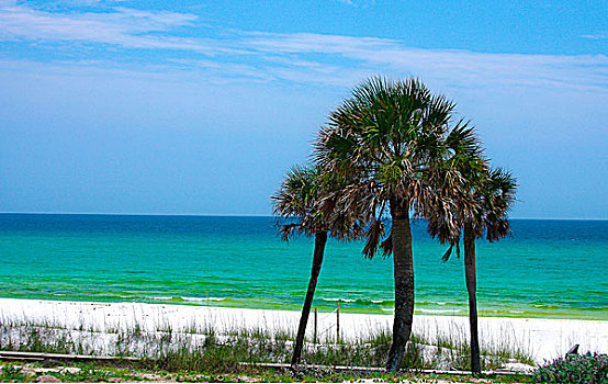 美国,佛罗里达,棕榈树,海岸,靠近