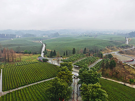 贵州湄潭,万亩茶海给大自然披上绿色地毯