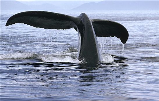 驼背鲸,大翅鲸属,鲸鱼,尾部,阿拉斯加