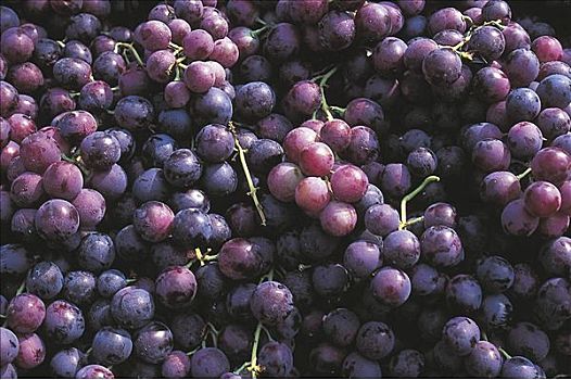 蓝色,酿红酒用葡萄,水果,食物,葡萄酒,藤,丰收,旧式