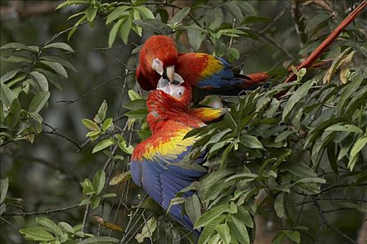 绯红金刚鹦鹉,哥斯达黎加
