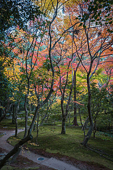 秋季日式园林,日本京都银阁寺里的树林