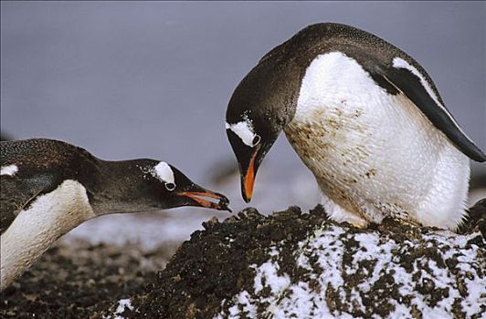 巴布亚企鹅,成年,重建,鹅卵石,窝,岛屿,南设得兰群岛,南极