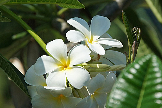 鸡蛋花,巴厘岛