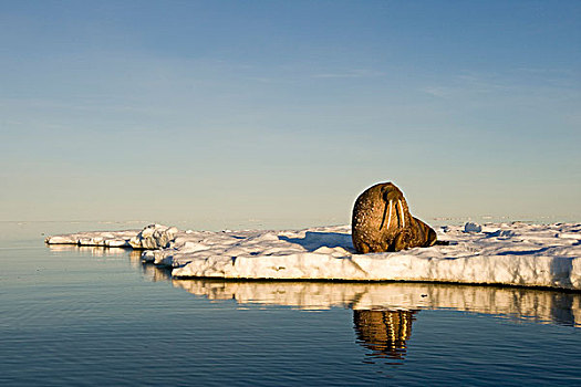 挪威,斯瓦尔巴特群岛,岛屿,海象,海冰,靠近,子夜太阳