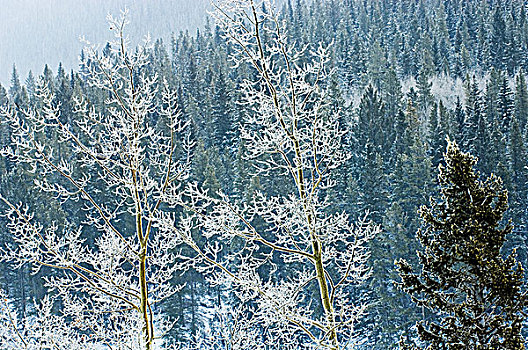白霜,树,班芙国家公园,艾伯塔省,加拿大