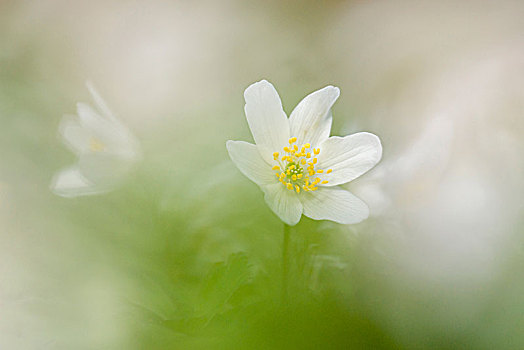 白头翁,银莲花属,图林根州,德国,欧洲