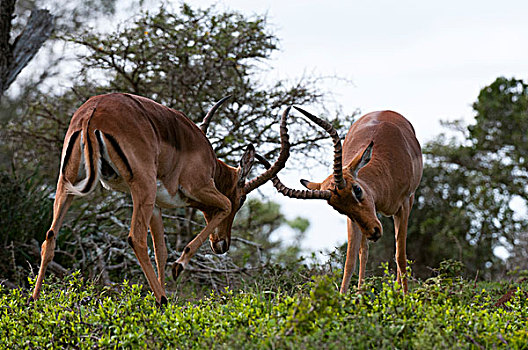 黑斑羚,打斗,禁猎区,南非