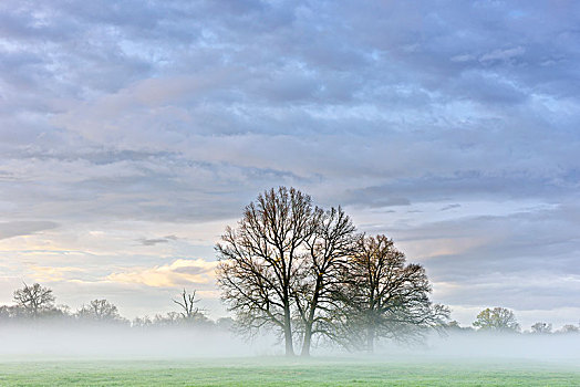 树,黎明,晨雾,中间,生物保护区,萨克森安哈尔特,德国,欧洲
