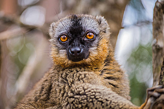 madagascarlemur马达加斯加狐猴在树上