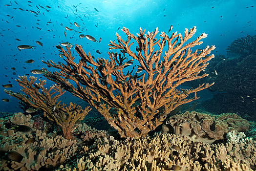 桌面珊瑚,石头,珊瑚,多样,雀鲷,雀鲷科,岛屿,自然保护区,印度洋,省,阿曼,亚洲