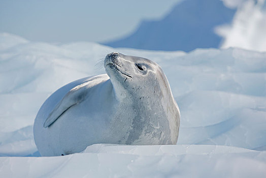 海豹,躺着,浮冰,南极