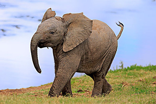 非洲象,小动物,跑,阿多大象国家公园,东开普省,南非,非洲