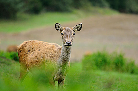 红鹿,马鹿,对相机寻找,户外,普法尔茨,巴伐利亚,德国